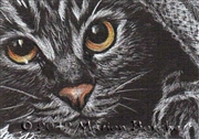 ACEO-46-cat-eyes